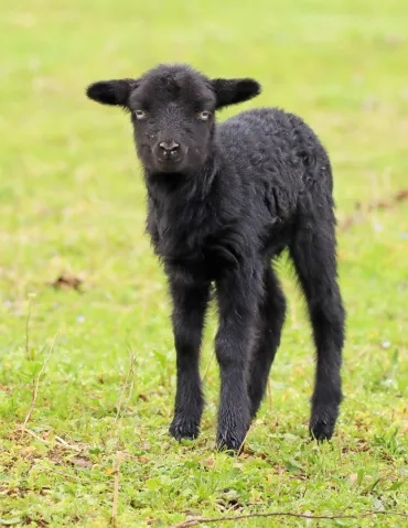 Agneau noir dans un pré