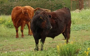 2 bœufs dans un pré