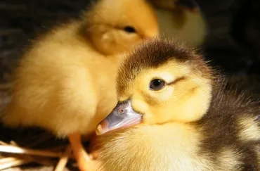 Gros plan sur la tête d'un caneton avec un caneton en arrière plan
