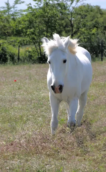 Un cheval blanc dans un pré