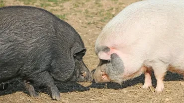 Deux cochons face à face se touchant avec leur groin