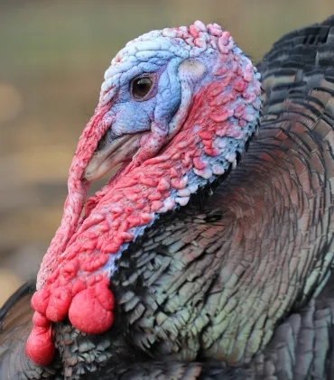 Gros plan sur la tête d'un dindon