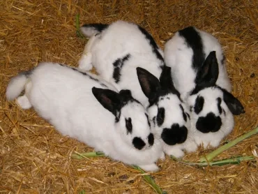 Trois lapins blancs et et noirs côte à côte allongés sur de la paille