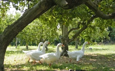 4 oies se baladent en liberté dans un espace enherbé sous des pommiers