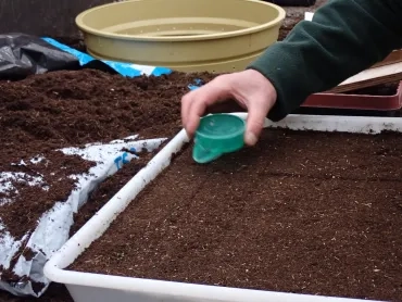 Un adulte sème des graines de fleurs annuelles sur une terrine