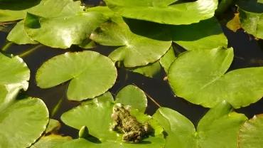 une grenouille coasse sur une feuille de nénuphar
