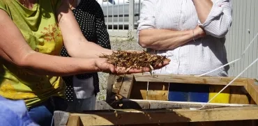 Du compost dans les mains d'une adulte