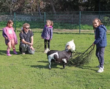 Des enfants donnent des branchages à deux chèvres