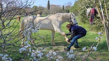 une animatrice tire sur la jambe avant d'un cheval