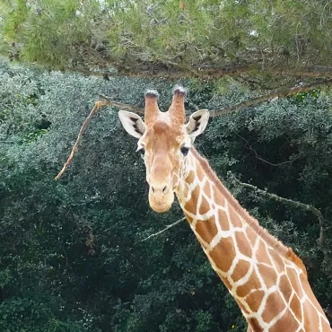 tête d'une girafe