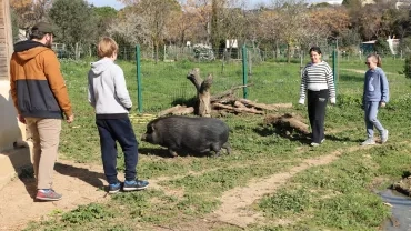Des enfants suivent un cochon