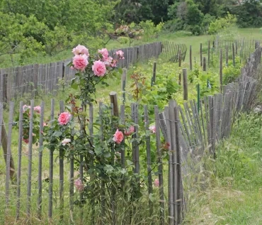 Ganivelles entourant un rosier et des rangées de vignes