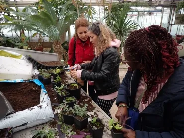 Trois adultes plantent des boutures dans des petits pots en plastique