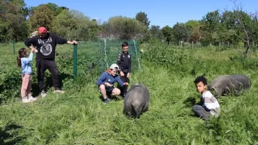 Un groupe d'enfants et leur animateur sont dans un pré avec deux cochons