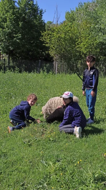 3 enfants caressent un mouton