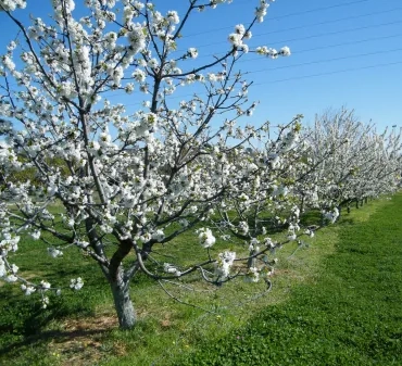Rangée d'arbres fruitiers en fleurs