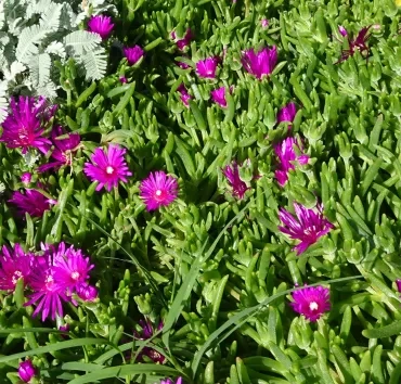 Gros plan sur du pourpier