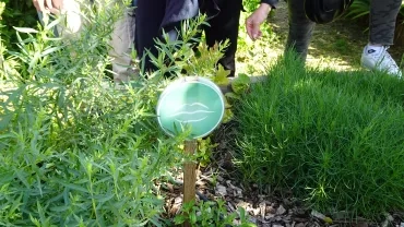 Carré "goût" du jardin des sens