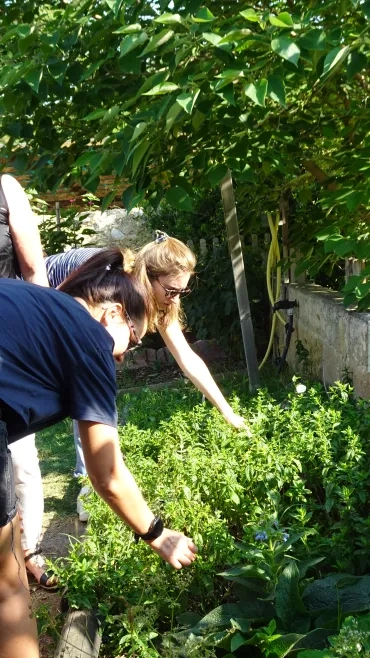 Des adultes touchent de la menthe dans un potager