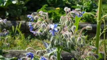 de la bourrache en fleur 