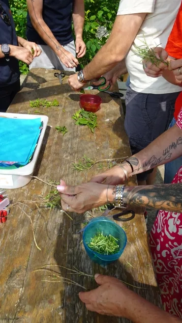 des adultes enlèves les feuilles des tiges 