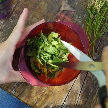 Une adulte coupe des feuilles dans un bol avec un ciseau