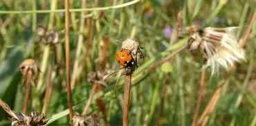 une coccinelle sur une tige 