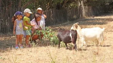 un groupe d'enfants et leur animatrice tendent des branches à deux chèvres 