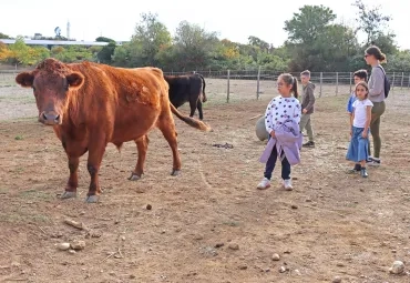 un groupe d'enfants et leur animatrice sont dans un enclos avec deux boeufs