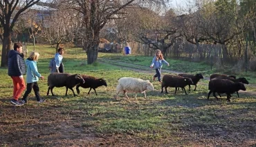 des enfants entoure le troupeau de moutons