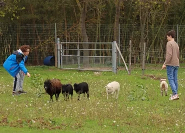 deux enfants tentent d'approcher une brebis et des agneaux avec du branchage
