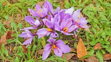 Vacances d'automne - 28 au 31 octobre 2019