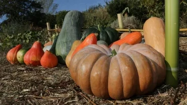 Mercredis de septembre 2017