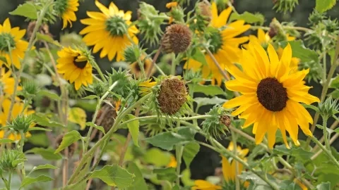 Vacances d'été - 27 au 31 juillet 2020