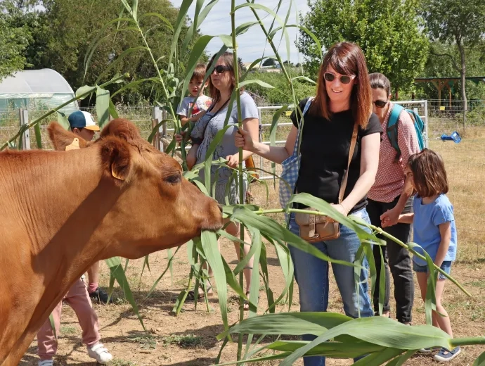 des parents et des enfants donnent à manger aux boeufs des cannes de Provence