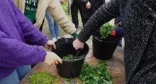 Un groupe d'adultes coupe des feuilles d'ortie dans des sceaux