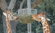 gros plan sur la tête de deux girafes qui mangent du foin dans un panier en hauteur 