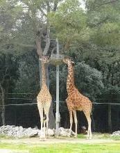 Deux girafes mangent du foin dans un panier en hauteur 