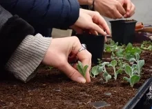 Gros plan sur la main d'une adulte qui plante une bouture d'origan