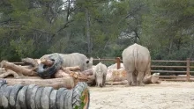 Un groupe de rhinocéros avec deux adultes et un petit