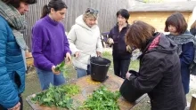 un groupe d'adultes coupe des plantes sur une table 