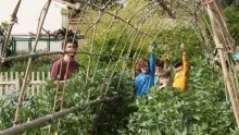 Quatre enfants montrent leurs récoltes de fèves avec leur animateur dans le potager