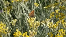 un papillon sur de l'immortelle