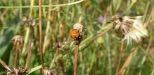 une coccinelle sur une tige 