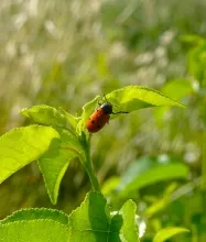 Une clytre des saules sur une feuille