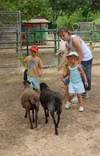 un groupe d'enfants et leur animateur tendent du feuillage à deux moutons