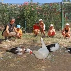 Un groupe d'enfants et leur animatrice sont derrère des canards de Barbarie
