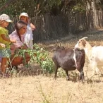 un groupe d'enfants et leur animatrice tendent des branches à deux chèvres 