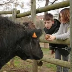deux enfants donnent à manger à un boeuf derrière sa barrière