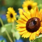 Vacances d'été - 15 au 19 juillet 2019